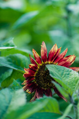 decorative sunflowers in the garden