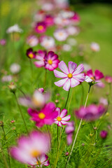 cosmos flowers in the garden