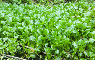Common water hyacinth
Plant, taken from the close-up angle