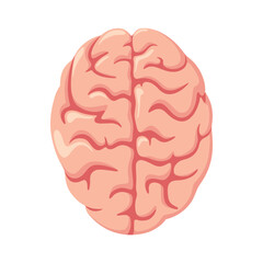 The human brain on a white background. Cartoon design.

