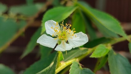 white butterfly on a flower