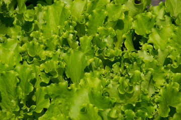 Close up of fresh frilled lettuce, Healthy salad.