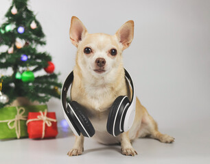 brown short hair chihuahua dog wearing headphones around neck sitting on white background with Christmas tree and red and green gift box.