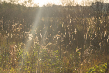 Dawn in the fields of the pampa biome in Rio Grande do Sul Brazil