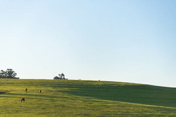 Dawn in the fields of the pampa biome in Rio Grande do Sul Brazil
