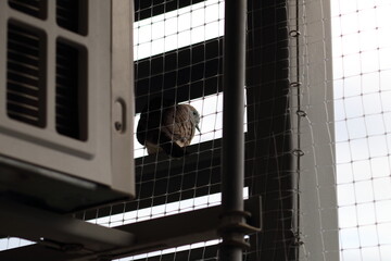 Plastic bird net install at the balcony. Prevention pigeon bird concept.
