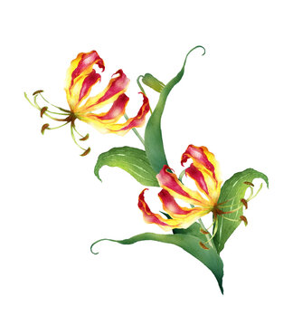グロリオサの花の水彩画 Stock Illustration | Adobe Stock