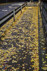 イチョウの葉が敷き詰められた歩道