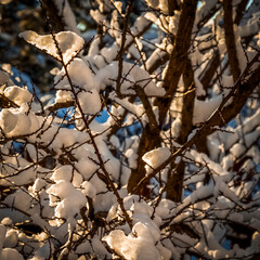 Fresh fluffy snow on tree branches on a quiet morning.