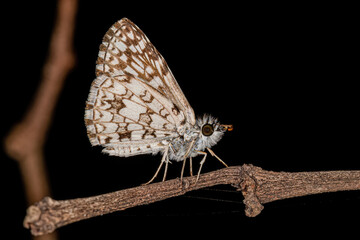 Adult Orcus Checkered-Skipper Moth Insect