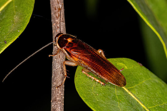 Adult Wood Cockroach
