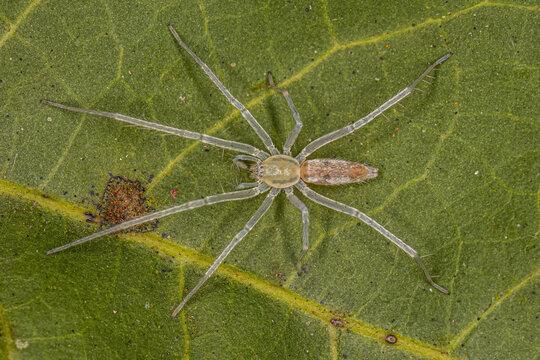 Small Ghost Spider