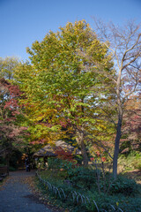明治神宮で見える風景