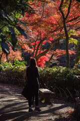 紅葉が美しい明治神宮御苑の風景