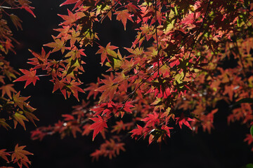 紅葉が美しい明治神宮御苑の風景