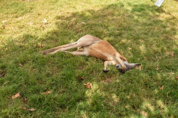 Kangaroos  rest on the grass during the day in Gan Guru kangaroo park in Kibutz Nir David in the...