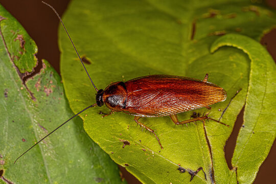 Adult Wood Cockroach