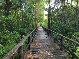wooden bridge in the woods