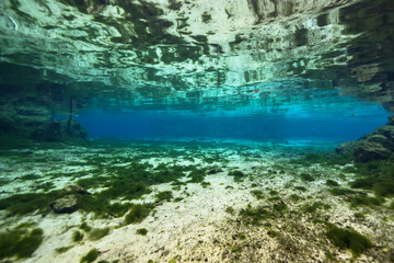 Underwater scenery in Three Sisters Springs, Crystal River, Florida, United States
