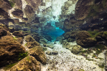 Underwater scenery in Three Sisters Springs, Crystal River, Florida, United States