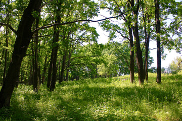 Fototapeta na wymiar European forest. View of the edge of the forest covered with grass.