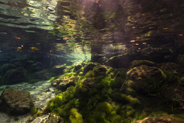 Underwater scenery in Three Sisters Springs, Crystal River, Florida, United States