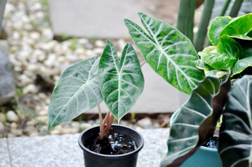 alocasia ,alocasia pink dragon plant or Alocasia baginda.
