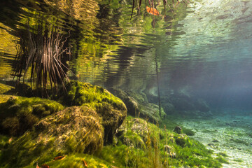 Underwater scenery in Three Sisters Springs, Crystal River, Florida, United States