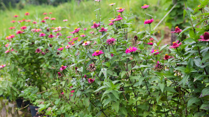 A close up of bright purple-pink double flowers of zinnia elegans (common zinnia, youth-and-age, elegant zinnia) of the 'Purple Prince' variety in the garden
