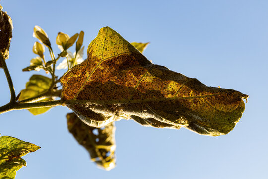 jurubeba tree with leaf damage