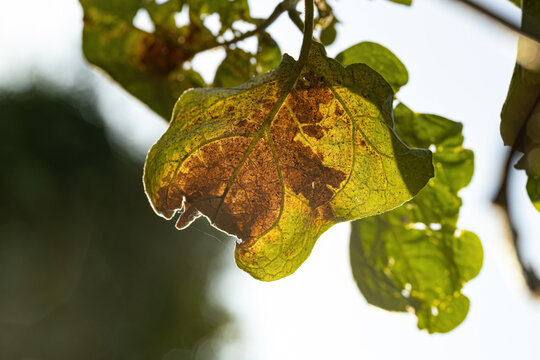 jurubeba tree with leaf damage