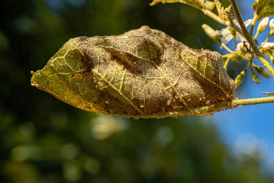 jurubeba tree with leaf damage