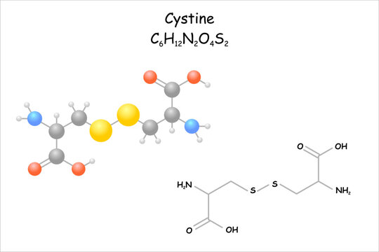 Stylized molecule model/structural formula of cystine. 