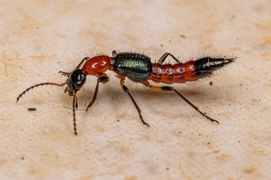 Adult Whiplash Beetle