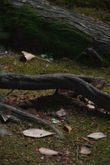 Fototapeta na wymiar 木の幹