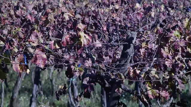 tralci di vite in autunno