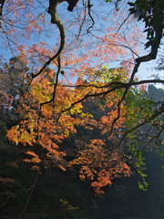 養老渓谷の晩秋