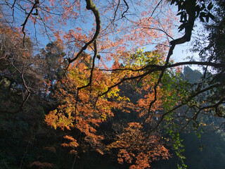 養老渓谷の晩秋
