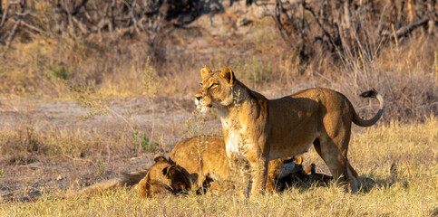 African lioness watching over her family spots movement on the African savannah