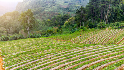 Landscape of Strawberry garden with sunrise at Doi Ang Khang , Chiang Mai, Thailand.