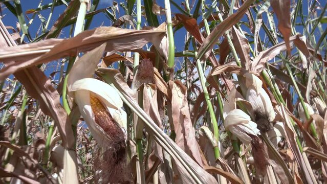 Cornfield on a clear day, corn tree with blue cloudy sky. cornflower from cornfield in rural with blue sky