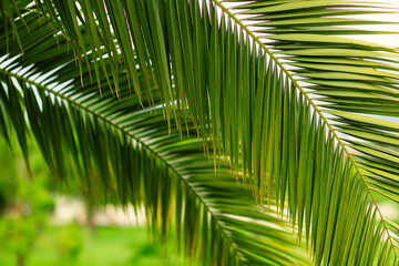 palm leaves closeup, tropical background, travel and vacation