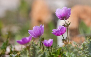 Fototapeta premium Anemone coronaria means crown anemone, referring to the central crown of the flower, evoking regal associations. It is colored blue, purple, white and red. 