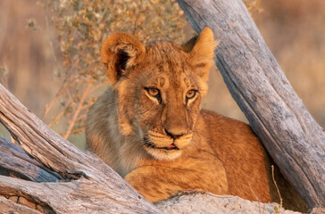 The face of a young lion framed between two dried tree branches