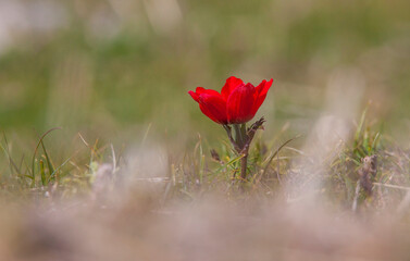 Obraz premium Anemone coronaria means crown anemone, referring to the central crown of the flower, evoking regal associations. It is colored blue, purple, white and red. 