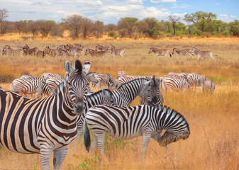 Herd of zebras in yellow grass - Etosha park, Namibia