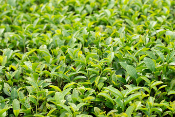 Close up View of Young and Tender Tea Bud
