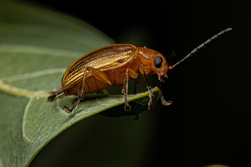 Yellow Adult Leaf Beetle