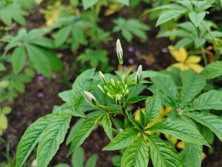 plant