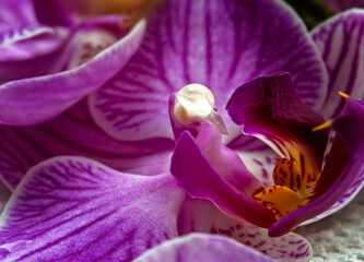 Fototapeta na wymiar Pink Flower Iris